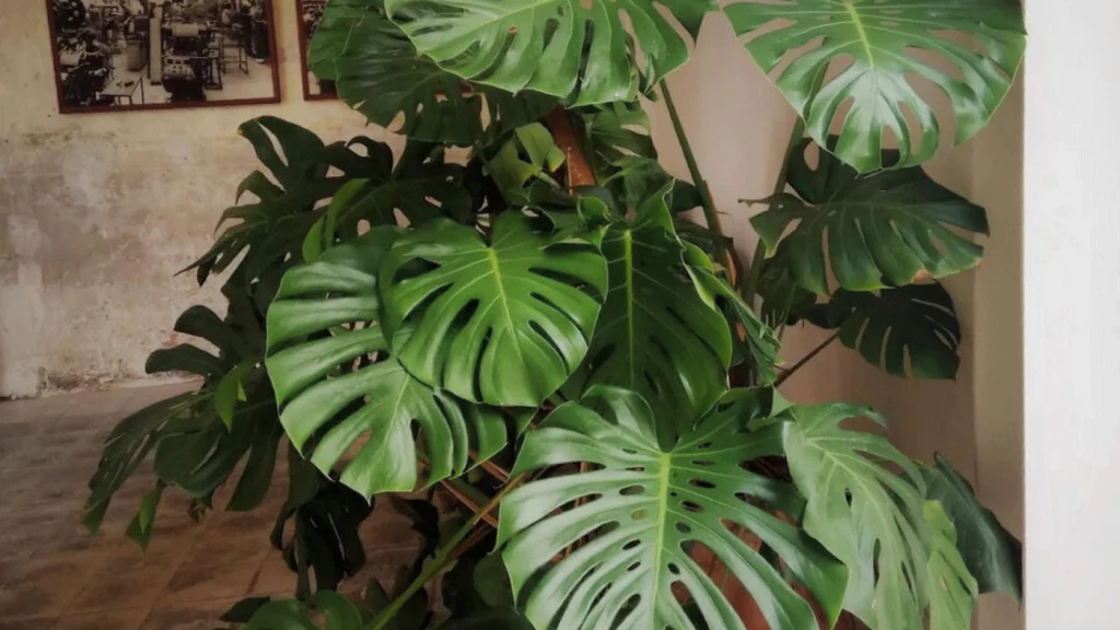 Camp rubi Jardineria 1