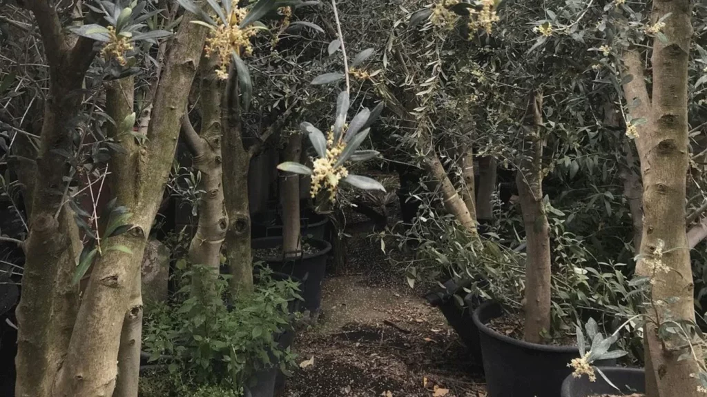 Camp rubi Venta de planta 3